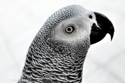 Close-up of birds