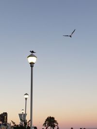 Sun setting seagulls 