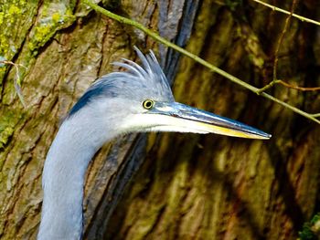 Close up image of the head and beak of grey heron 