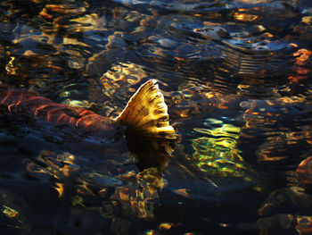 Close-up of fish swimming in water