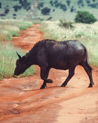 African buffaloe crossing a dirt road at taita hills wildlife sanctuary, voi, kenya