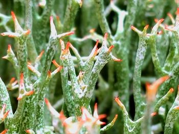 Close-up of insect on plant