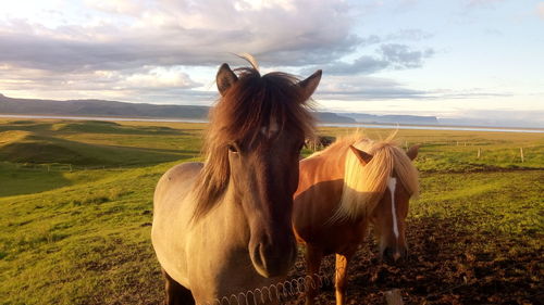 Horse standing in a field