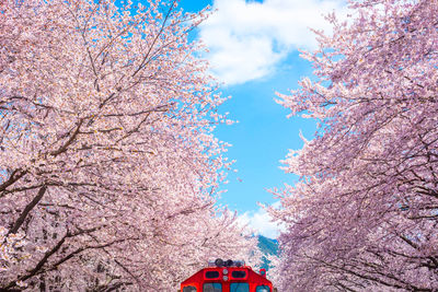 Low angle view of trees against sky