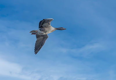 Low angle view of a goose flying in sky