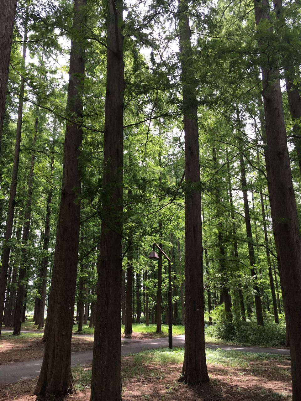 tree, tree trunk, forest, growth, tranquility, woodland, tranquil scene, nature, beauty in nature, green color, scenics, non-urban scene, landscape, day, outdoors, idyllic, no people, lush foliage, growing, remote, tall - high, sky, non urban scene, green, abundance