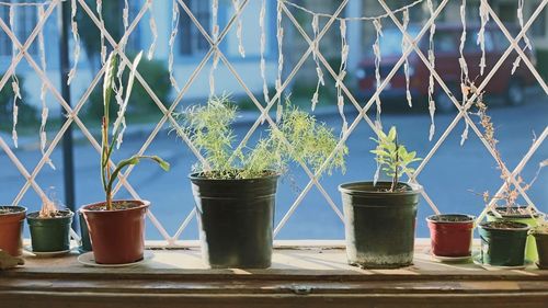 Close-up of potted plant