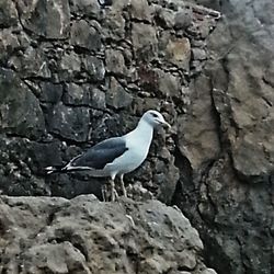 Bird on rock