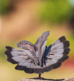 Close-up of bird flying