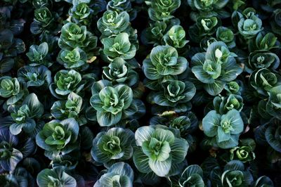 Full frame shot of flowering plants