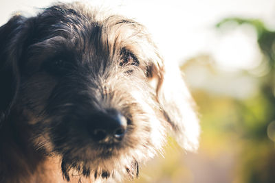 Close-up portrait of a dog