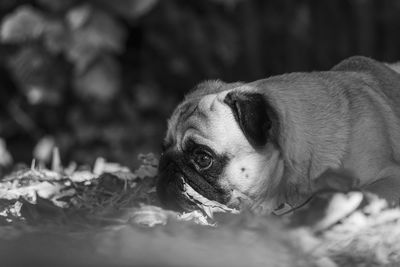 Close-up portrait of a dog