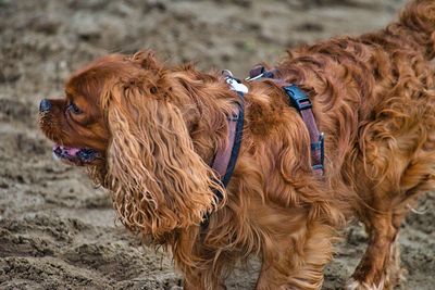 View of a dog on field