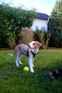 Dog standing on grass