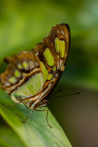 Close-up of butterfly