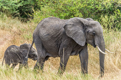 Elephants in a grass