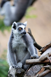 Close-up of an animal sitting on branch in zoo