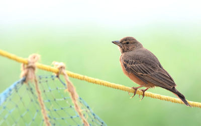 Close-up of bird perching on plant