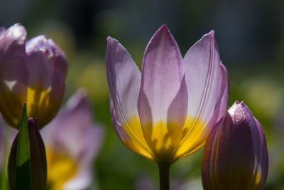 Close-up of purple crocus flowers