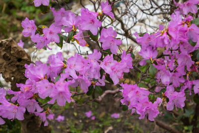 Close-up of fresh pink flowers blooming on tree