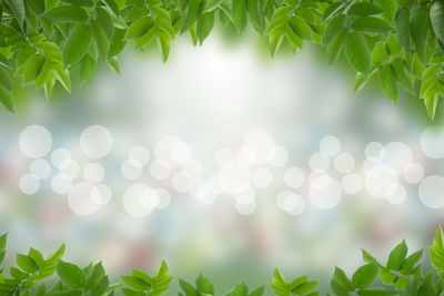Close-up of plants against blurred background