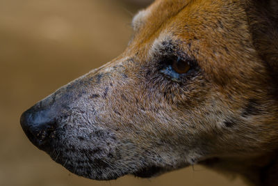 Close-up of dog looking away