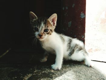 Portrait of cat sitting outdoors