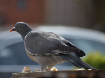 Close-up of pigeon perching