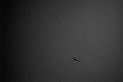 Bird flying against clear sky