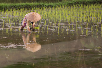 Farmer wearing asian style conical hat while farming on field