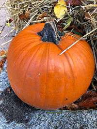 Close-up of pumpkin on field during autumn