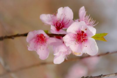 High angle view of pink flowers blooming in field