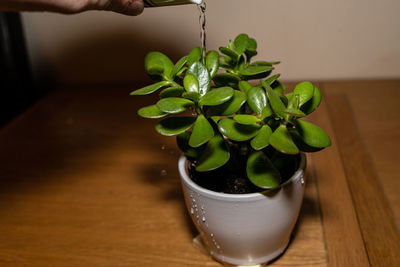 Close-up of potted plant on table