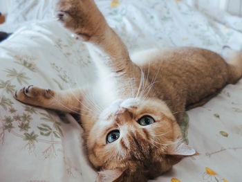 Portrait of cat lying on bed