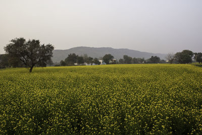 Scenic view of field against clear sky
