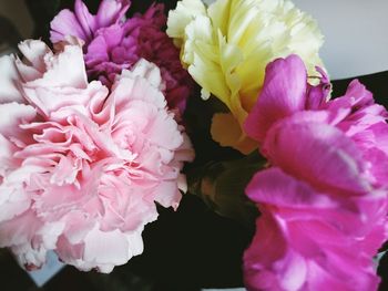 Close-up of pink flowers