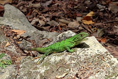 Close-up of lizard on rock