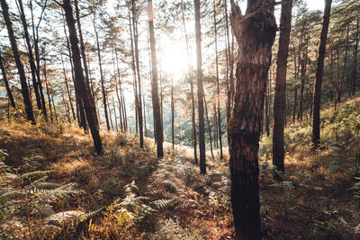 Trees in forest