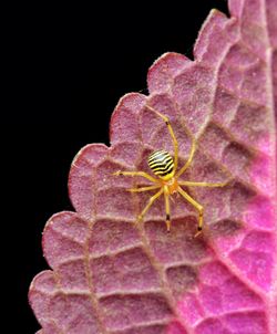 Close-up of spider on web against black background