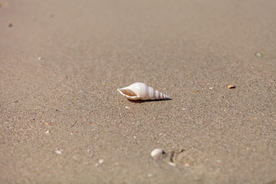 White tibia shell tibia fusus on the sand on the beach.