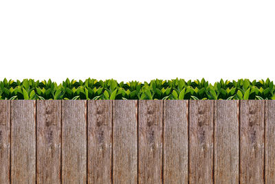 Plants growing on field by fence against sky