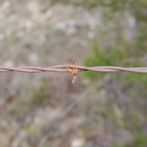 Close-up of barbed wire