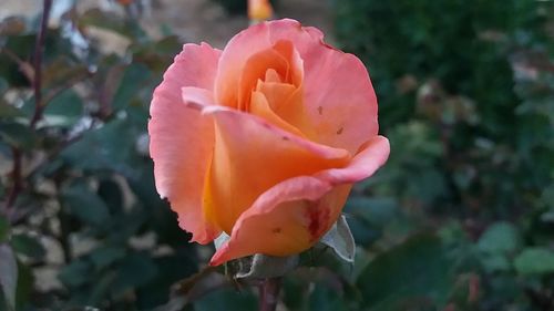 Close-up of pink rose