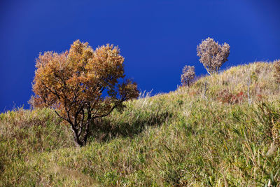 Plants growing on field against clear blue sky