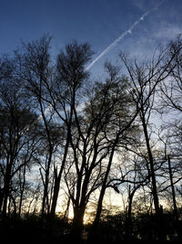 Low angle view of trees against sky