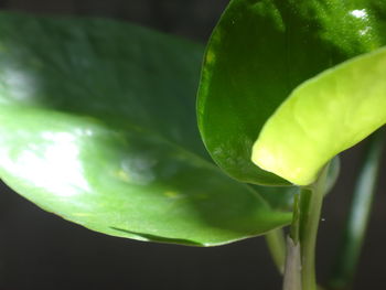 Close-up of water drops on plant