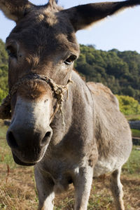 Close-up of a horse on field