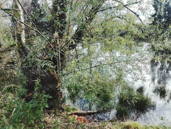 Trees growing in forest