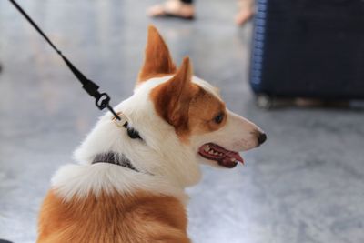 Close-up of dog