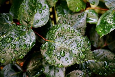 Close-up of raindrops on leaves